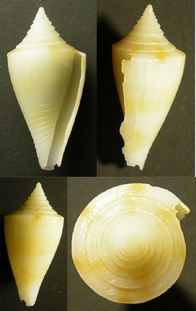 Conus brongniarti...